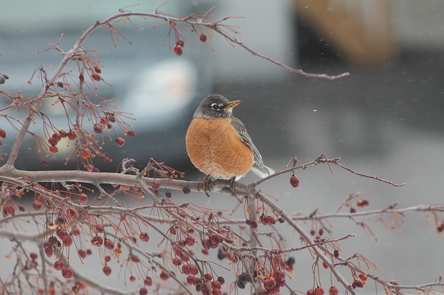 pták v zimě
